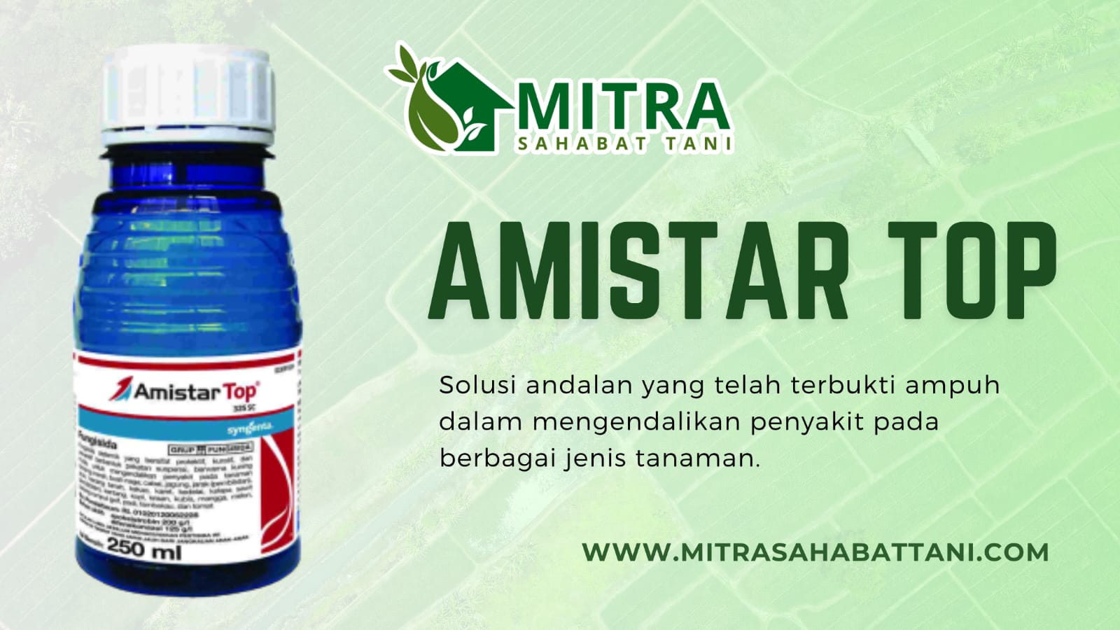 Penggunaan fungisida yang tepat sangat penting untuk menjaga produktivitas pertanian. Amistar Top hadir sebagai solusi andalan yang telah terbukti ampuh dalam mengendalikan penyakit pada berbagai jenis tanaman. Fungisida ini dirancang untuk memberikan perlindungan yang lengkap dan efektif, mendukung pertumbuhan tanaman yang lebih sehat dan hasil yang melimpah.

Keunggulan dan Manfaat Amistar Top

Amistar Top merupakan fungisida sistemik yang memiliki sifat protektif, kuratif, dan preventif. Produk ini berbentuk pekatan suspensi berwarna kuning muda dan bekerja optimal dalam berbagai kondisi pertanian.

Beberapa manfaat utama Amistar Top:

Spektrum Luas: Mampu mengendalikan berbagai jenis penyakit pada banyak tanaman, mulai dari tanaman pangan hingga hortikultura.

Meningkatkan Bobot Panen: Penggunaan secara tepat dapat meningkatkan bobot gabah, umbi, dan buah, sehingga mendukung produktivitas pertanian yang lebih baik.

Pengisian Bulir Maksimal pada Padi: Amistar Top membantu pengisian bulir secara optimal, mulai dari pangkal hingga ujung malai.

Kandungan Bahan Aktif Amistar Top

Amistar Top mengandung dua bahan aktif utama yang saling mendukung:

200 g/l Azoksistrobin: Berfungsi sebagai pengendali utama jamur patogen dengan cara menghambat respirasi sel jamur.

125 g/l Difenokonazol: Sebagai agen kuratif dan preventif yang efektif menghambat perkembangan jamur pada jaringan tanaman.

Kombinasi kedua bahan aktif ini menjadikannya sebagai fungisida yang sangat efektif untuk berbagai kondisi penyakit tanaman.

Tanaman Sasaran dan Aplikasi Produk

Cocok digunakan pada berbagai jenis tanaman, termasuk:

Tanaman pangan: Padi, jagung, kedelai, kacang tanah, kentang, tomat.

Tanaman hortikultura: Bawang merah, cabai, kubis, melon, mangga.

Tanaman perkebunan: Kopi, kakao, karet, kelapa sawit (pembibitan), jarak (pembibitan).

Tanaman buah: Jeruk, buah naga.

Tanaman tembakau.

Aplikasi produk ini harus dilakukan sesuai dengan dosis dan petunjuk penggunaan yang tertera pada label untuk memperoleh hasil yang maksimal.

Tersedia di Mitra Sahabat Tani

Dapat dipesan langsung melalui berbagai kanal, baik toko fisik maupun digital. Petani dapat melakukan pemesanan secara daring melalui website Mitra Sahabat Tani, marketplace seperti Tokopedia dan Shopee, serta melalui WhatsApp yang terhubung langsung dengan depo terdekat.

Solusi Perlindungan Tanaman

Amistar Top adalah fungisida unggulan yang dirancang untuk memberikan perlindungan menyeluruh pada berbagai jenis tanaman. Dengan kandungan bahan aktif yang efektif dan manfaat yang terbukti, Amistar Top menjadi pilihan tepat bagi petani yang ingin menjaga kualitas dan kuantitas hasil pertaniannya. Segera dapatkan Amistar Top melalui Mitra Sahabat Tani dan maksimalkan potensi lahan Anda!