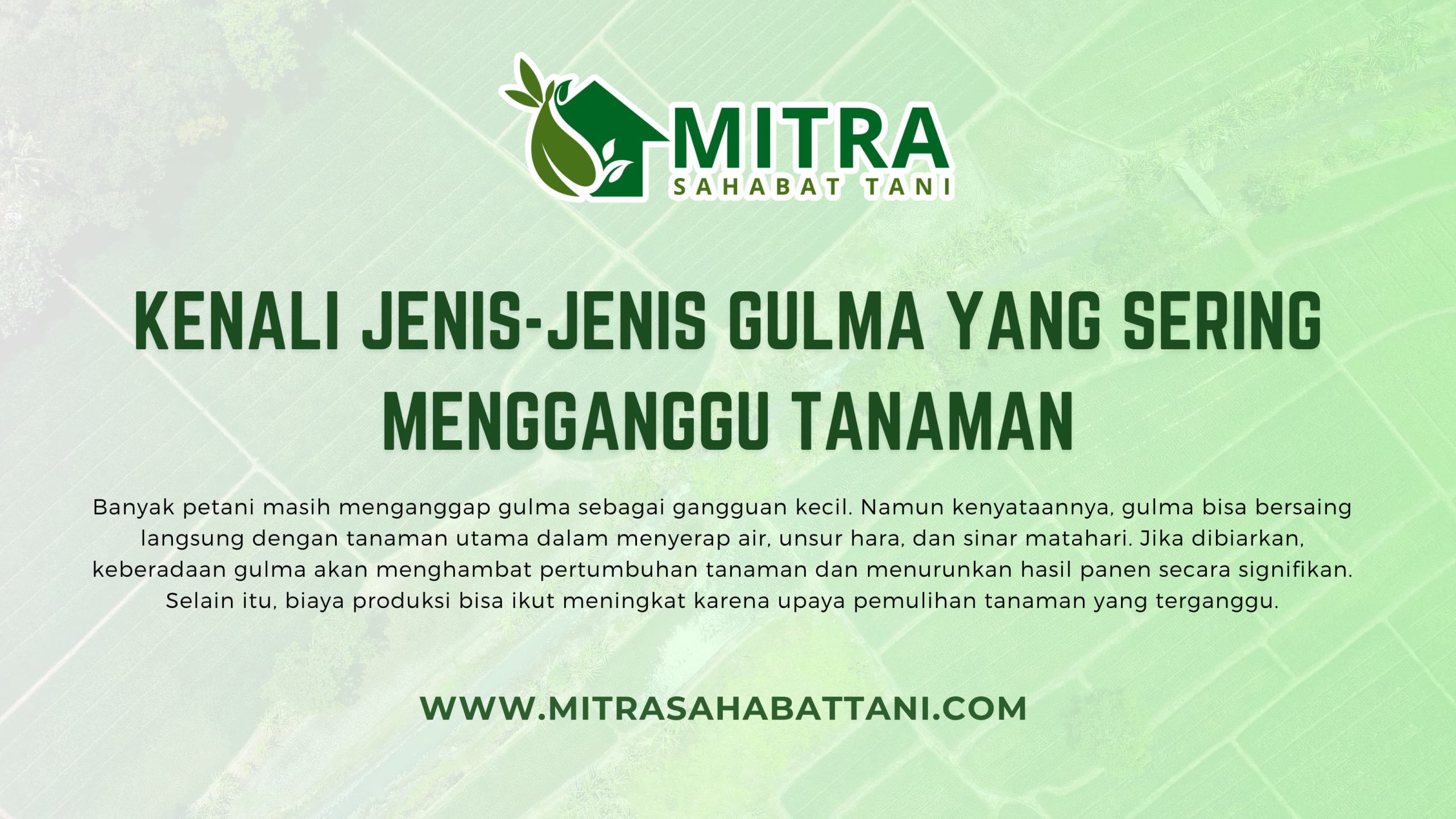Mengapa Gulma Harus Diperhatikan?

Banyak petani masih menganggap gulma sebagai gangguan kecil. Namun kenyataannya, gulma bisa bersaing langsung dengan tanaman utama dalam menyerap air, unsur hara, dan sinar matahari. Jika dibiarkan, keberadaan gulma akan menghambat pertumbuhan tanaman dan menurunkan hasil panen secara signifikan. Selain itu, biaya produksi bisa ikut meningkat karena upaya pemulihan tanaman yang terganggu.

Jenis-jenis Gulma yang Sering Ditemui

Untuk mengendalikan gulma secara efektif, penting bagi petani mengenali jenis-jenis gulma yang umum tumbuh di lahan. Berdasarkan bentuk dan cara pertumbuhannya, gulma dapat dibagi menjadi tiga kelompok besar.

1. Gulma Daun Lebar

Gulma ini memiliki daun lebar dan pertumbuhan menyebar ke berbagai arah.
Contoh umum: bayam liar, daun sendok, teki ladang.

Ciri-cirinya:

Mudah dikenali karena bentuknya mencolok

Cepat tumbuh, apalagi setelah hujan

Menyerap sinar matahari yang seharusnya diterima tanaman utama

2. Gulma Daun Sempit

Jenis ini bentuknya menyerupai rumput dan sering tumbuh di berbagai lahan pertanian.
Contoh: alang-alang, rumput teki, rumput gajah kecil.

Ciri khasnya meliputi:

Akar serabut yang cepat menyebar

Tumbuh dominan di lahan terbuka

Sulit diberantas hanya dengan mencabut manual

3. Gulma Berkayu atau Semak

Biasanya muncul di lahan yang tidak sering digarap, seperti ladang atau tegalan.
Contoh: semak berduri, gelagah.

Beberapa cirinya antara lain:

Pertumbuhannya lambat, tapi sulit dikendalikan

Akar dan batang kuat, kadang merusak peralatan

Membutuhkan perlakuan khusus, seperti pemangkasan intensif

Kapan Waktu Terbaik Membersihkan Gulma?

Mengendalikan gulma tidak bisa asal-asalan. Terdapat beberapa waktu kritis yang sebaiknya diperhatikan, antara lain:

Pra-tanam: Membersihkan gulma sebelum penanaman membuat pertumbuhan awal tanaman jadi lebih optimal

Umur 7–21 hari setelah tanam: Pada fase ini, tanaman masih rentan bersaing dengan gulma

Menjelang pembungaan: Tanaman membutuhkan energi maksimal untuk membentuk bunga dan buah, sehingga keberadaan gulma sangat mengganggu

Dengan memperhatikan waktu-waktu ini, pengendalian gulma bisa menjadi lebih efisien dan hasil panen lebih maksimal.

Langkah Praktis Mengatasi Gulma

Beberapa langkah berikut bisa membantu petani menjaga lahan tetap bersih:

Gunakan mulsa plastik untuk mencegah tumbuhnya gulma sejak awal

Pantau lahan secara rutin, terutama setelah hujan

Terapkan metode pengendalian gulma yang sesuai, baik secara manual maupun menggunakan herbisida

Lakukan rotasi tanaman untuk menghambat siklus hidup gulma tertentu

Mitra Sahabat Tani Hadir Sebagai Solusi

Di Mitra Sahabat Tani, kamu bisa menemukan berbagai alat bantu pengendalian gulma, mulai dari mulsa plastik, alat semprot, hingga edukasi langsung dari tim kami. Kami juga siap memberikan saran pengendalian gulma berdasarkan kondisi lahan kamu.

Yuk, kunjungi toko atau depo Mitra Sahabat Tani terdekat. Kami bantu kamu kenali gulma dan atasi masalahnya, supaya pertanian kamu makin optimal.